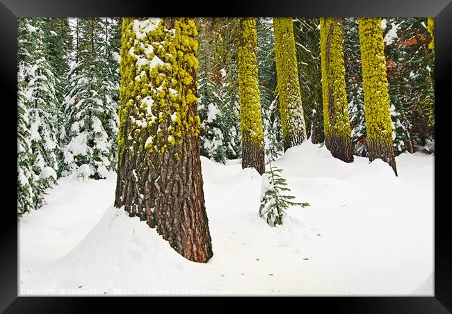 Winter Wonderland of Badger Pass in Yosemite Natio Framed Print by Jamie Pham