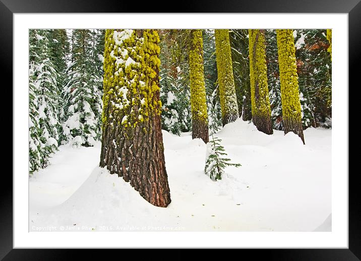 Winter Wonderland of Badger Pass in Yosemite Natio Framed Mounted Print by Jamie Pham