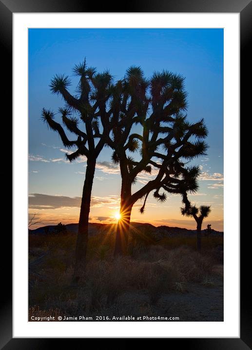 Joshua Trees beautifully lit during sunrise. Framed Mounted Print by Jamie Pham