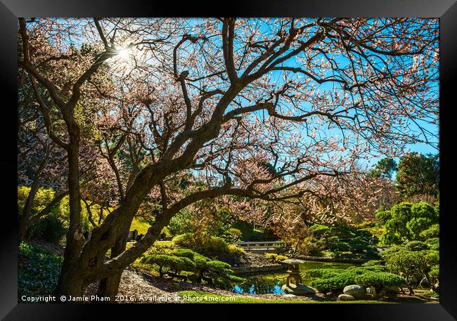 Beautiful springtime blossom of the Japanese Apric Framed Print by Jamie Pham