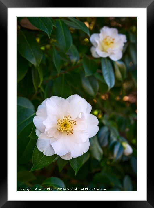 Beautiful Camellia japonica, Queen Bessie flower. Framed Mounted Print by Jamie Pham