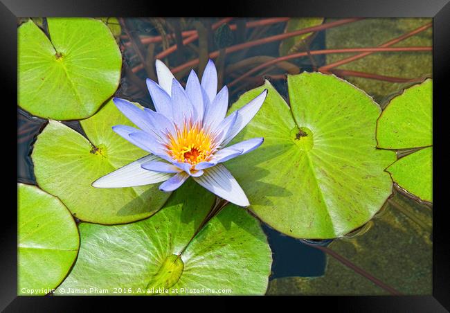 Single Purple water lily in pond. Framed Print by Jamie Pham