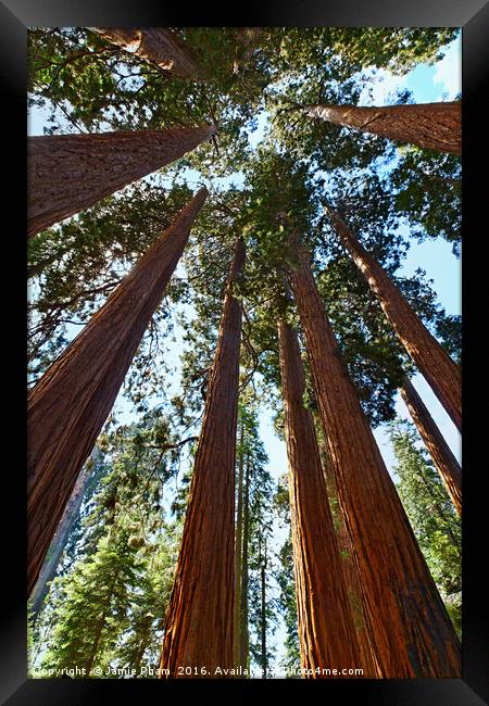 A grove of giant sequoia trees in Sequoia National Framed Print by Jamie Pham