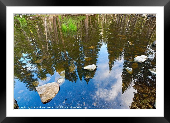 Reflection of a forest in a pond. Framed Mounted Print by Jamie Pham