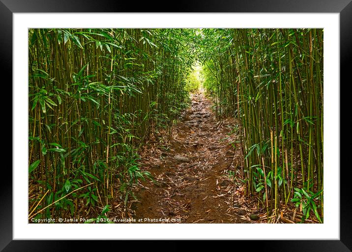 The magical bamboo forest of Maui  Framed Mounted Print by Jamie Pham