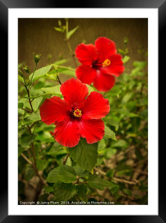 Beautiful hibiscus flowers in bloom on the island  Framed Mounted Print by Jamie Pham