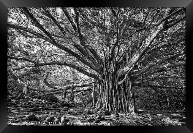 The large and majestic banyan tree located on the  Framed Print by Jamie Pham