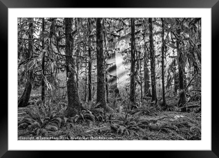 The Hoh Rainforest of Olympic National Park in Was Framed Mounted Print by Jamie Pham