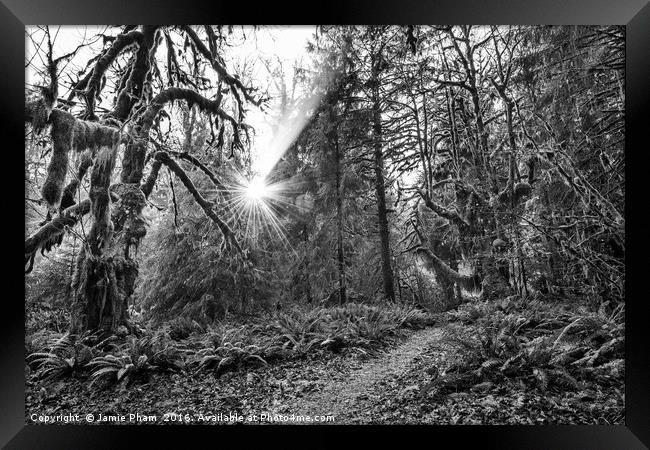 The Hoh Rainforest of Olympic National Park in Was Framed Print by Jamie Pham