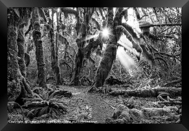 The Hoh Rainforest of Olympic National Park in Was Framed Print by Jamie Pham