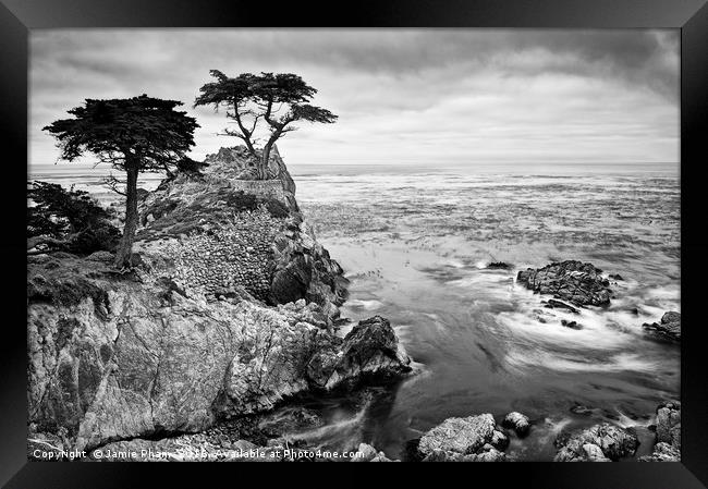 The famous Lone Cypress tree at Pebble Beach in Mo Framed Print by Jamie Pham