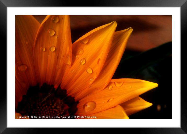 Raindrops on a flower Framed Mounted Print by Colin Woods