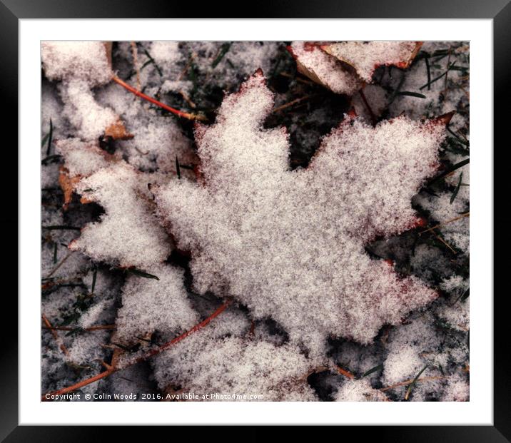 Fresh snow on Maple Leaf Framed Mounted Print by Colin Woods