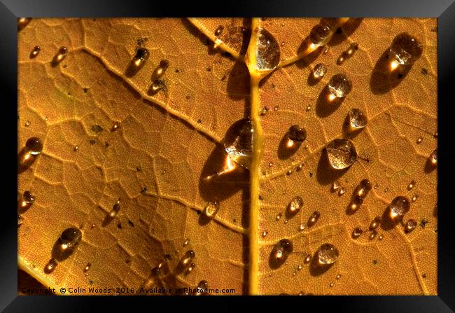 Raindrops on autumn maple Framed Print by Colin Woods