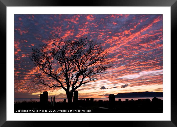Japanese Lilac in Sunset Framed Mounted Print by Colin Woods
