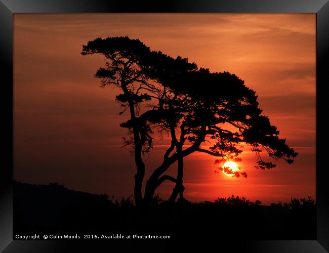 Tree at Sunrise Framed Print by Colin Woods