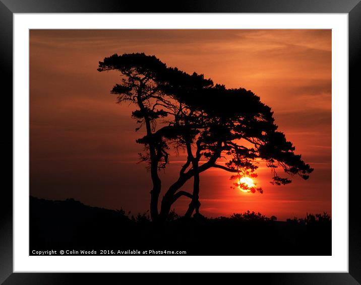 Tree at Sunrise Framed Mounted Print by Colin Woods