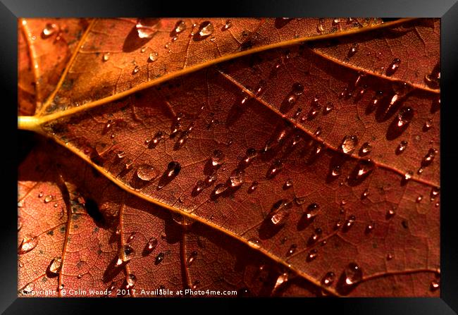 Water drops on an autumn leaf Framed Print by Colin Woods