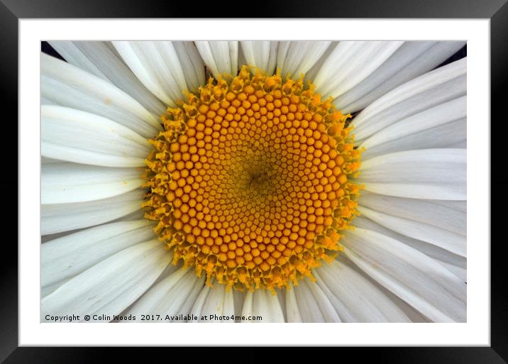 Daisy Centre Framed Mounted Print by Colin Woods