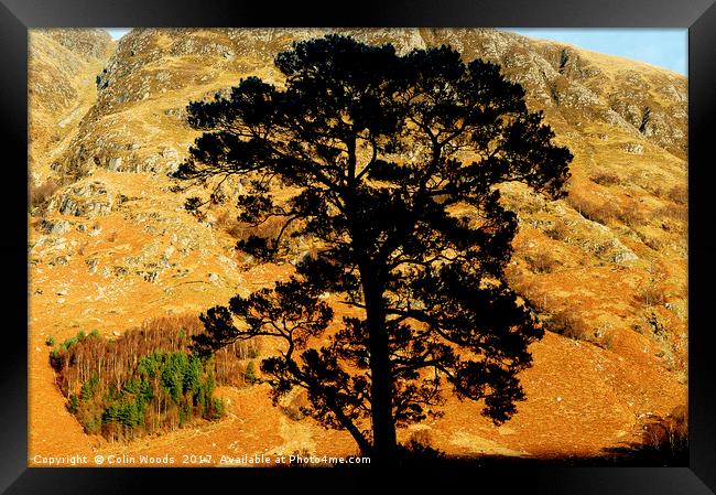 A gorgeous pine tree and Ben Nevis Framed Print by Colin Woods