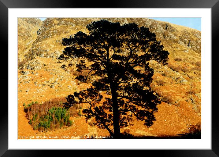 A gorgeous pine tree and Ben Nevis Framed Mounted Print by Colin Woods