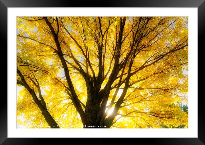 Autumn leaves glowing in the sun Framed Mounted Print by Colin Woods