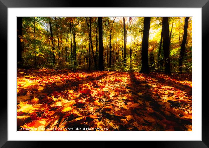 Low sun in a woods in Quebec Framed Mounted Print by Colin Woods