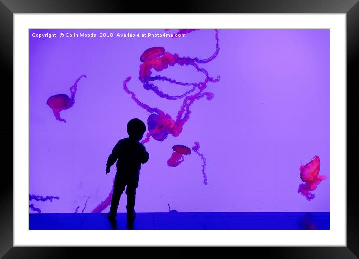 Jellyfish Tank Toronto Aquarium Framed Mounted Print by Colin Woods