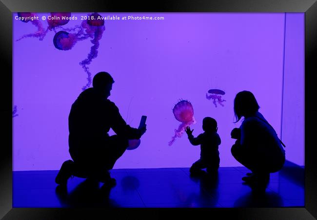 Jellyfish Tank Toronto Aquarium Framed Print by Colin Woods