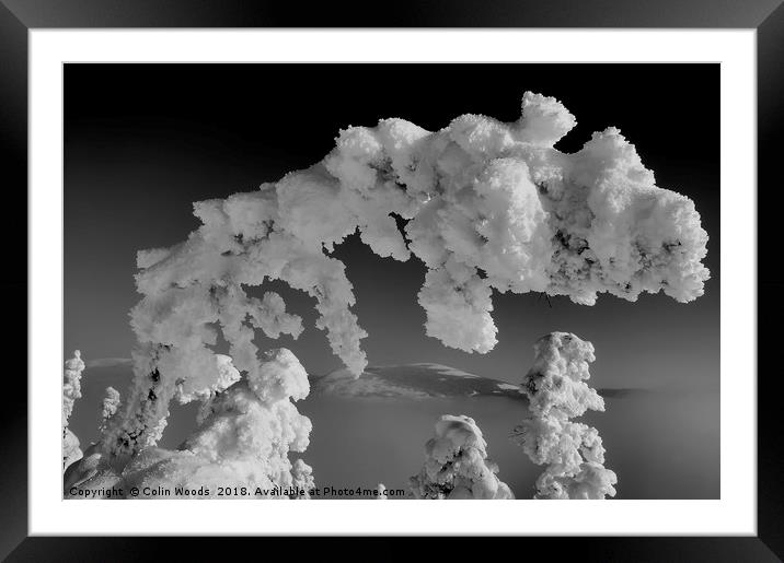 Snowy Branch Framed Mounted Print by Colin Woods