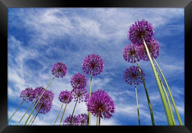 Alium flowers Framed Print by Colin Woods