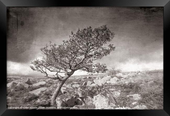 A tree on Dartmoor in SW England Framed Print by Colin Woods