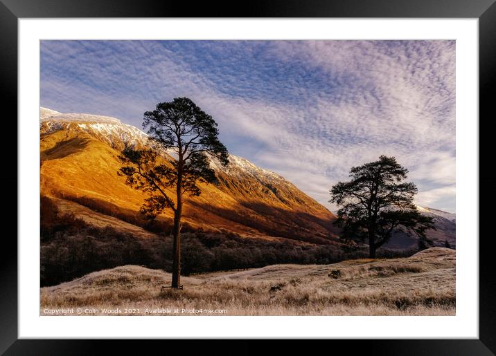Scots Pines in Glen Nevis, Scotland Framed Mounted Print by Colin Woods
