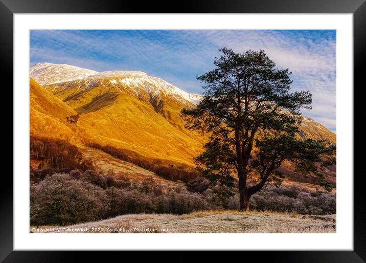 Scots Pine in Glen Nevis, Scotland Framed Mounted Print by Colin Woods