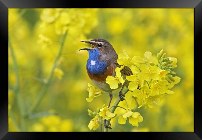 White-Spotted Bluethroat Singing Framed Print by Arterra 