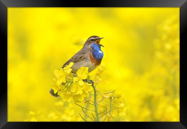 White-Spotted Bluethroat Calling Framed Print by Arterra 