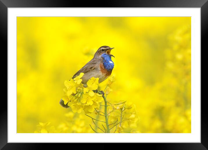 White-Spotted Bluethroat Calling Framed Mounted Print by Arterra 