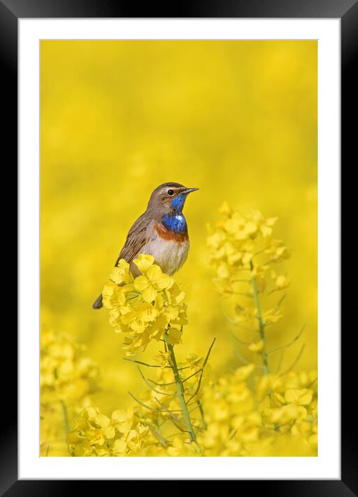White-Spotted Bluethroat in Spring Framed Mounted Print by Arterra 