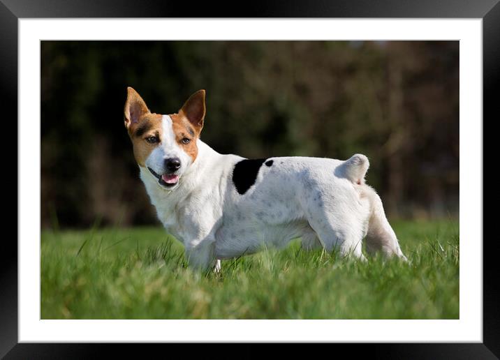 Smooth Coated Jack Russell Terrier Framed Mounted Print by Arterra 