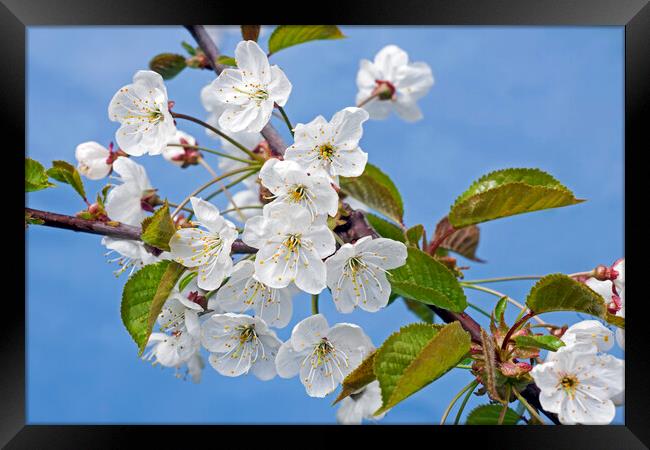 Sweet Cherry Tree Flowering in Spring Framed Print by Arterra 