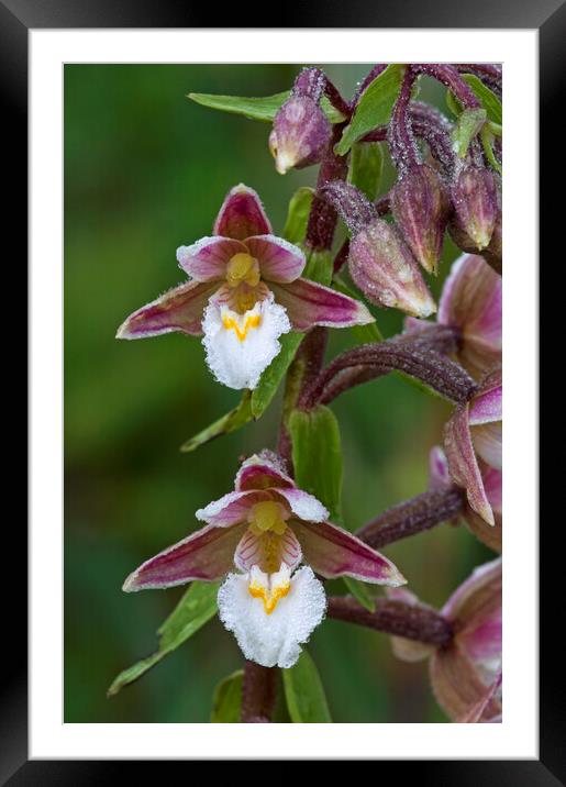 Marsh Helleborine Orchid Framed Mounted Print by Arterra 