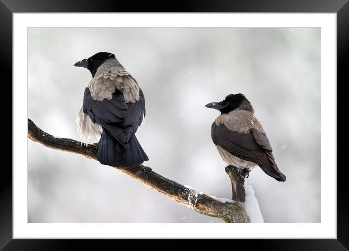 Hooded Crow Pair in the Snow Framed Mounted Print by Arterra 