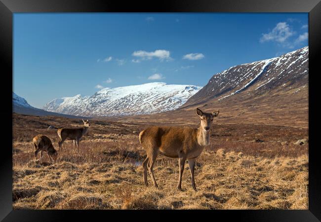 Red Deer Hinds in Scotland Framed Print by Arterra 