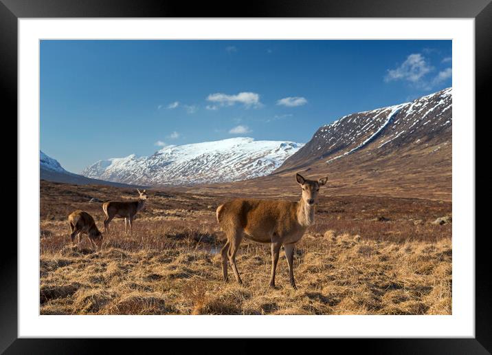 Red Deer Hinds in Scotland Framed Mounted Print by Arterra 