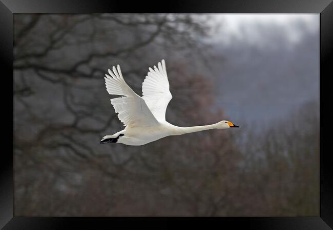 Whooper Swan in Flight Framed Print by Arterra 