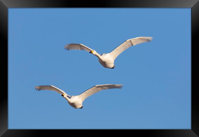 Two Whooper Swans in Flight Framed Print by Arterra 