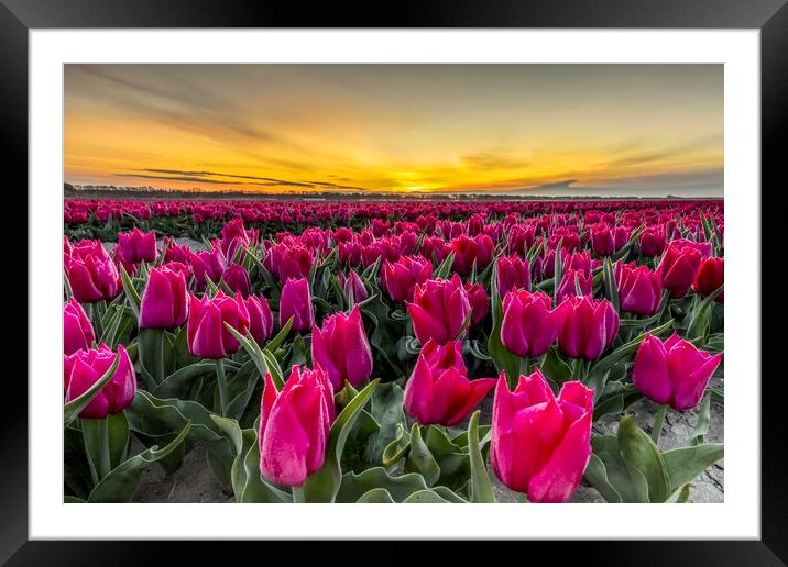Dutch Tulip Field at Dawn Framed Mounted Print by Arterra 