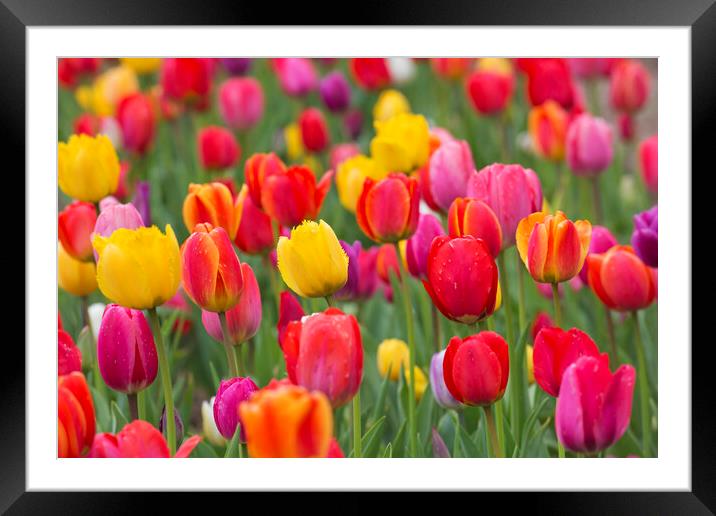 Colorful Dutch Tulips in Spring Framed Mounted Print by Arterra 