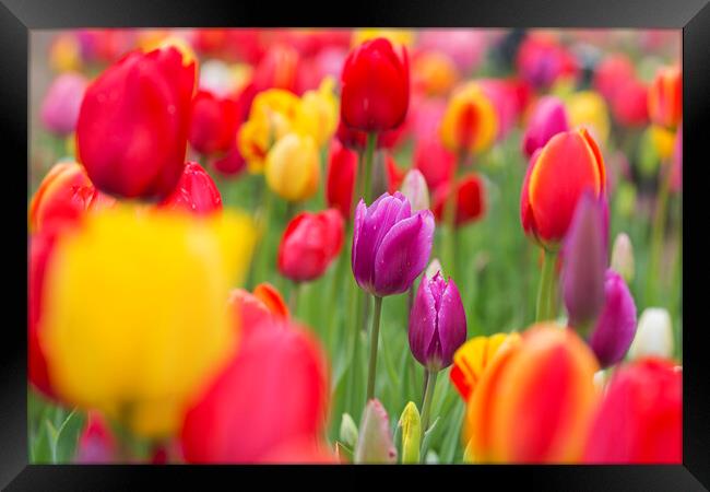 Colorful Tulips in Flower Garden in Spring Framed Print by Arterra 