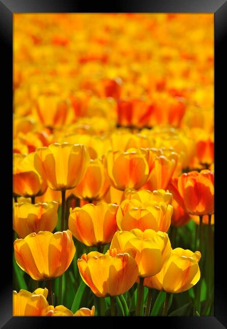 Dutch Orange Tulips Framed Print by Arterra 